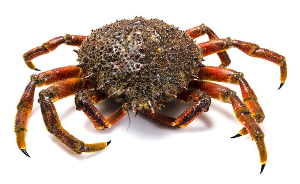 Centolla viva