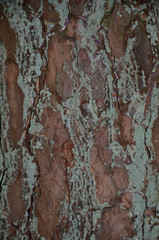Hintergrund, Baumrinde