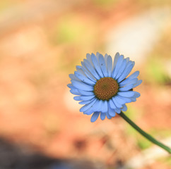 Sicilian Daisy Flower