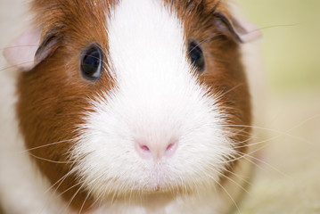 Guinea pig on a green background