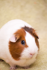 Guinea pig on a green background