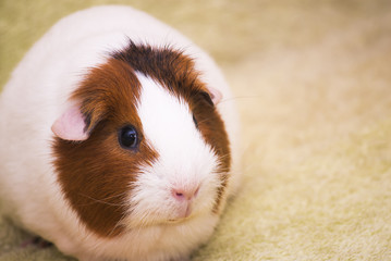 Guinea pig on a green background
