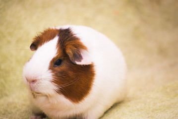 Guinea pig on a green background
