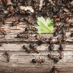 Colony of red wood ants fighting over a green leaf