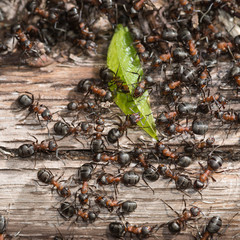 Colony of red wood ants fighting over a green leaf