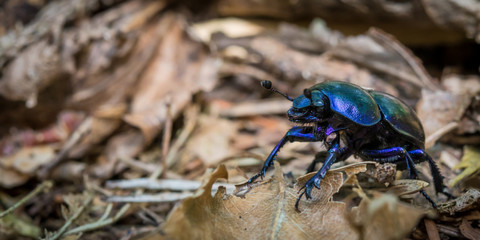 Closeup of an European dung beetle.