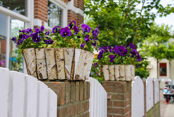 Traditional street decoration with violets in Zandvoort, the Net