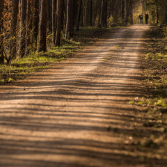 Long path through a forest with abstract shadow patterns