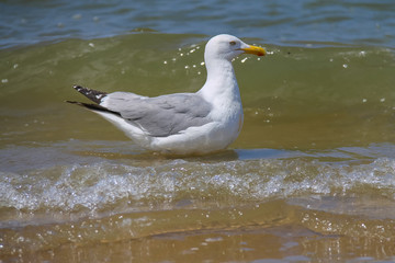 Seagull in a water of North sea in Zandvoort, the Netherlands