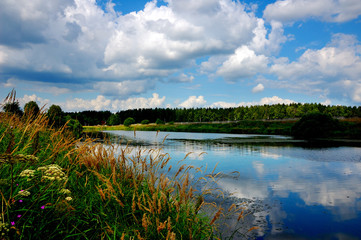 Summer flowers on the shore of the lake, with an Average Strip of Russia, near Moscow