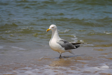Fototapeta na wymiar Seagull in a water of North sea in Zandvoort, the Netherlands
