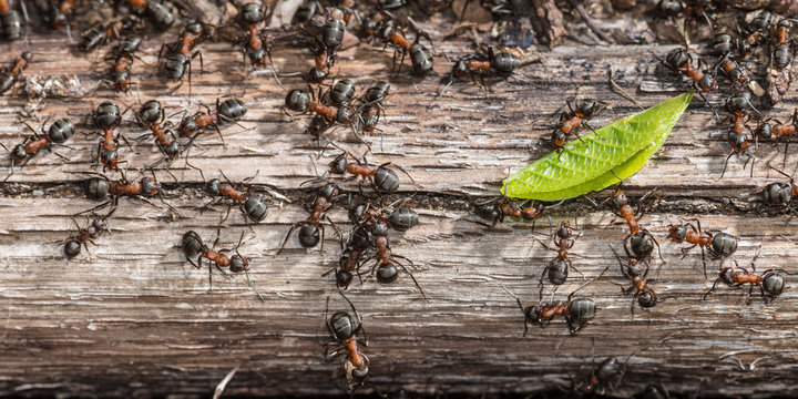 Colony of red wood ants fighting over a green leaf