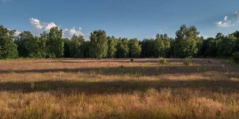 Fototapeta na wymiar Meadows in golden light together with birch trees.
