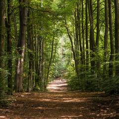 A lush green avenue formed by tall trees in summer