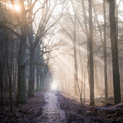 Golden rays of sunshine peaking through the misty winter forest