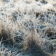 Fototapeta premium Sunrise illuminating the dew covered meadows.