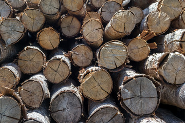 Pile of wood logs Background