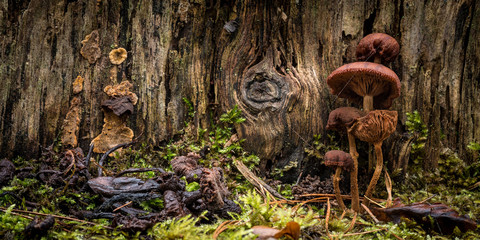 A fantastic landscape formed by mushrooms in various states of decay