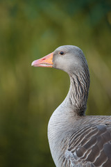 Naklejka na ściany i meble Adult greylag goose portrait