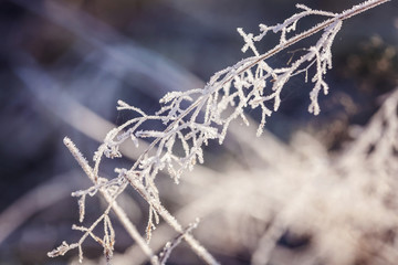 Poetic winter - frozen plants with snow crystals