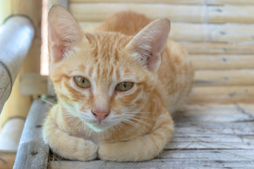 Thai  cat lounging on bamboo chairs