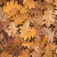 Forest floor covered in fallen leaves of various golden shades