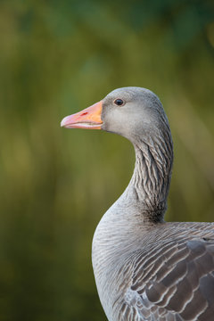 Adult greylag goose portrait