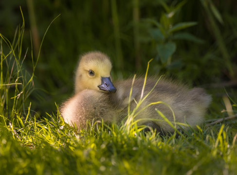 Infant greylag goose sitting on the lawn