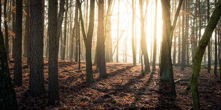 Fototapeta A mysterious view in a winter forest shot against the light