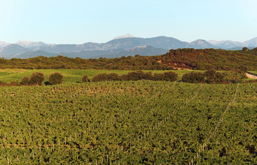 Fototapeta na wymiar vignobles de la plaine orientale Corse