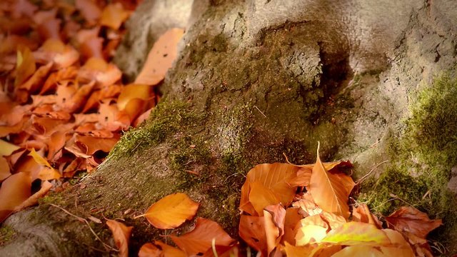 Shadows plaing over tree trunk