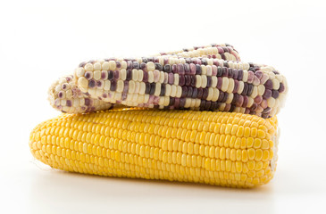 fresh corn