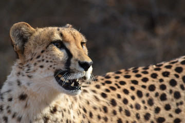 Cheetah