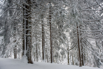 Fototapeta premium snow-covered forest