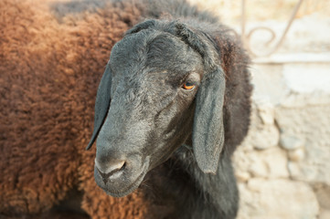 Fototapeta premium Gissar sheep