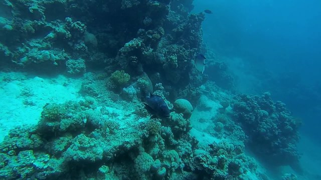 grosser fisch im meer am riff
