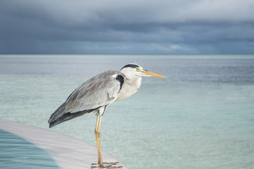 ein Graureiher am Pool