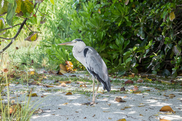 ein Graureiher am Strand