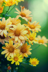 Vintage wilde chamomile flowers