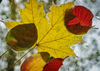 Autumn cocktail.
