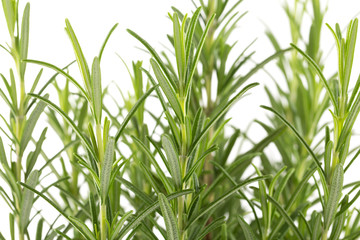 Branches of rosemary on a white background