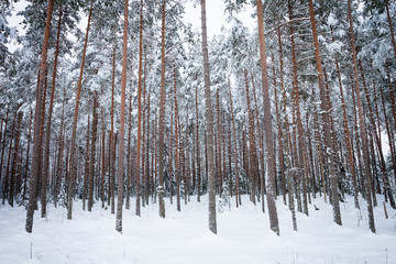 Winter pine tree forest