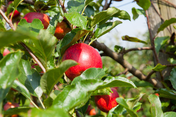 apple trees loaded with apples in an orchard in summer