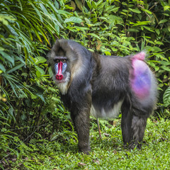 Portrait of the adult male mandrill