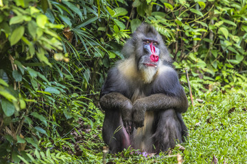 Portrait of the adult male mandrill