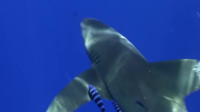 White tip gray shark in the blue waters of the Red Sea in search of food. Dangerous shooting sharks in the Red Sea in Egypt. The attack on the videographer. 
Underwater  Diving on feeding of sharks.