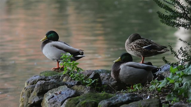 ducks resting on the lake shore
