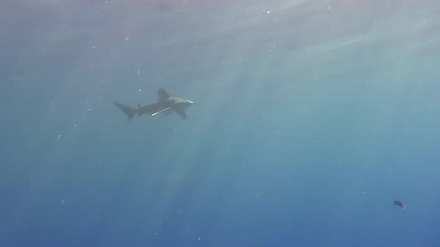 White tip gray shark in the blue waters of the Red Sea in search of food. Dangerous shooting sharks in the Red Sea in Egypt. The attack on the videographer. 
Underwater  Diving on feeding of sharks.