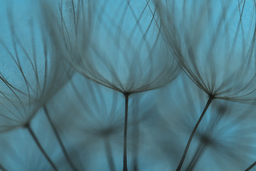 Dandelion seed on macro photo. Spring background