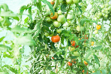 Organic tomatoes in a greenhouse
